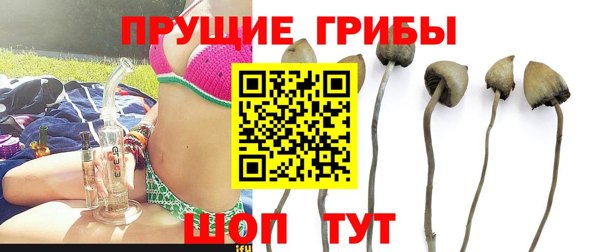 Лысьва  Галлюциногенные грибы Cubensis  Вход с VPN 